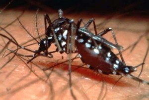 Diagnóstico da dengue em Minas Gerais pode ser até cinco vezes mais rápido
