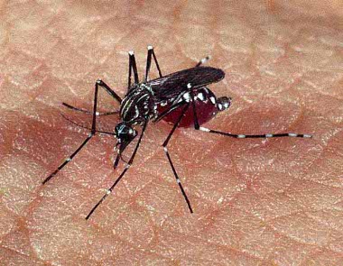 Informe Dengue
