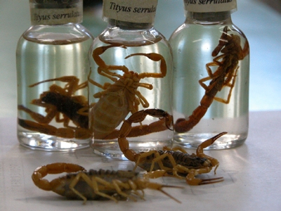 Foto: Divulgação Fhemig<BR />Acidentes com escorpiões estão entre os maiores números na Unidade de Toxicologia do HPS
