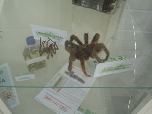 Mostra Toxicologia
