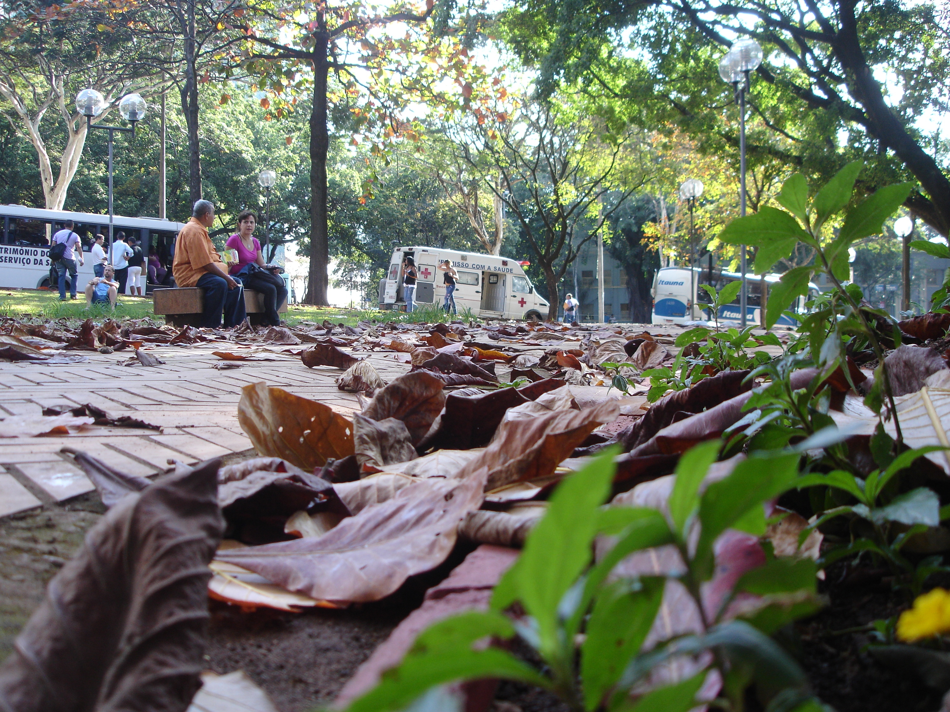 Foto: Ilda Nogueira <BR /> Outono: folhas caídas marcam a estação 