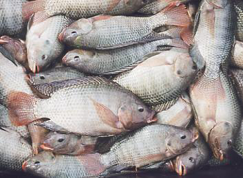 Peixe, alimento saudável