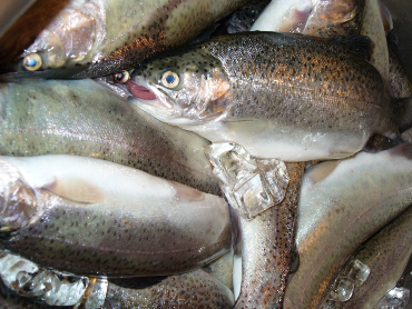 Peixes são alimentos ricos em nutrientes